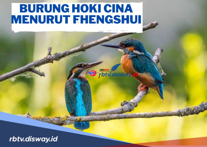 3 Jenis Burung Hoki Cina Menurut Fhengshui, Anda Pilih yang Mana?
