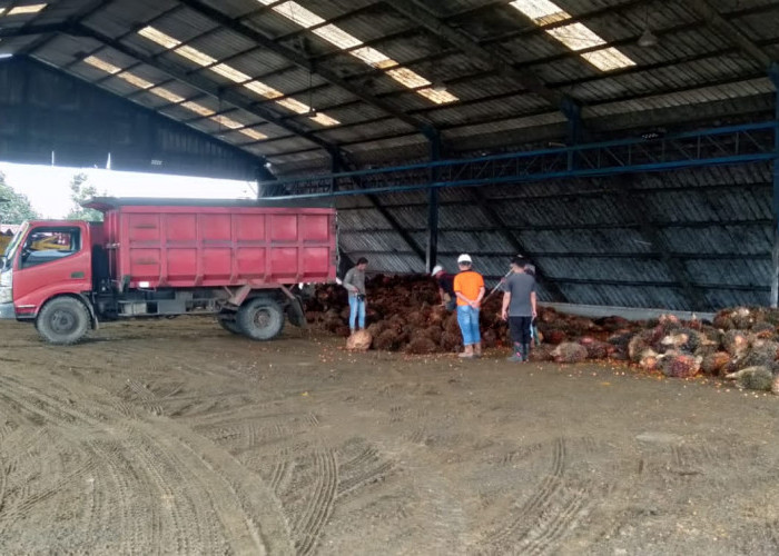 Harga TBS Sawit di Bengkulu Utara Periode Akhir Oktober