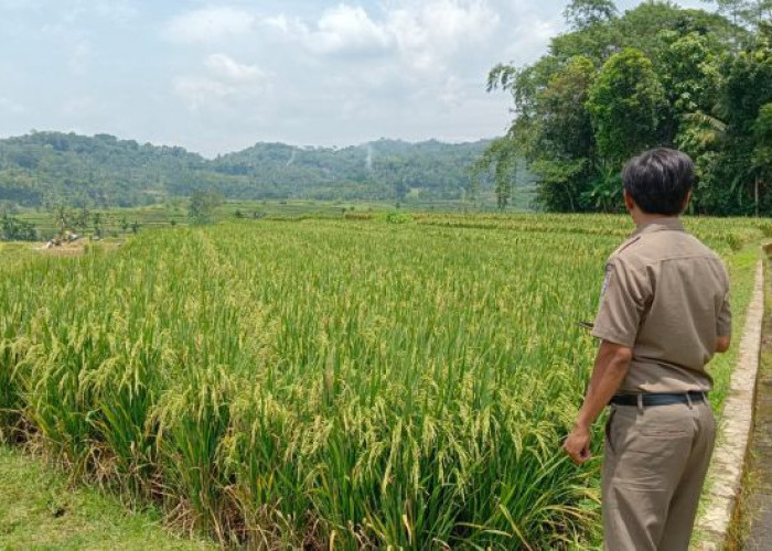 Tanah Bengkok, Sumber Pendapatan Lain untuk Kades dan Perangkat, Begini Ketentuannya