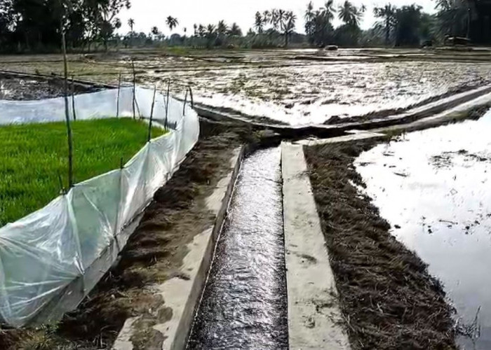 Ribuan Hektare Sawah di Mukomuko Memasuki Musim Tanam 1 dan 2, Pupuk Subsidi Penentu Suksesnya Panen