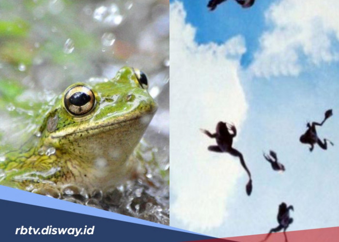 Fenomena Hujan Katak Dikaitkan dengan Hal Mistis, Benarkah Demikian? Begini Penjelasan Ilmiahnya