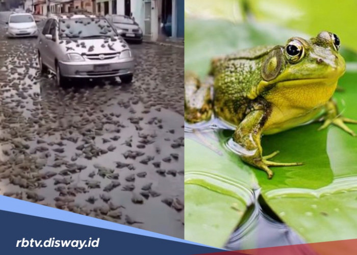 Tak Biasa, Brazil Dihujani Katak, Pertanda Akhir Zaman?