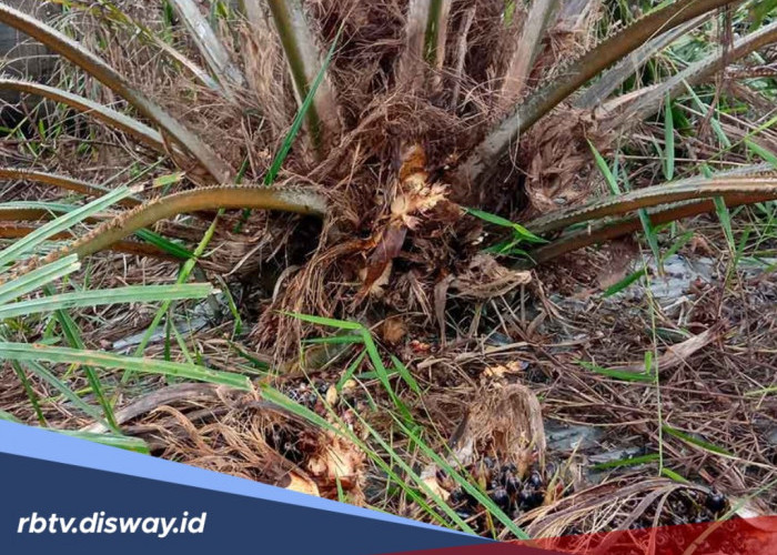 Cara mengatasi Penyakit Busuk Kuncup pada Tanaman Sawit