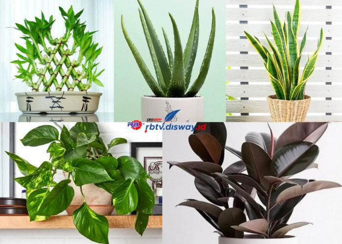 5 Tumbuhan Ini Konon Bikin Hoki Jika Ditanam Dekat Bangunan Usaha