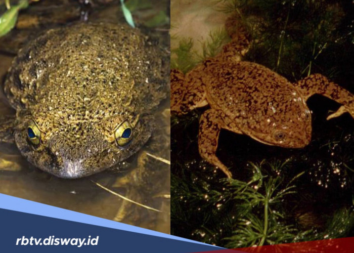 Warga Brazil Dihebohkan Hujan Katak, Lantas Berapa Berat Rata-rata Katak Sehingga Bisa Melayang di Udara?