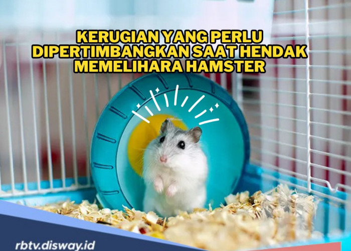 Plus Minus Memelihara Hamster, Anda Wajib Tahu Penyakit dan Bakteri yang Bisa Tertular ke Manusia