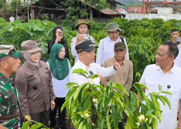 Dinilai Asesor dari PT Kapal Api dan Juri Nasional, Pemenang Lomba Kebun Kopi di Kepahiang Jadi Percontohan