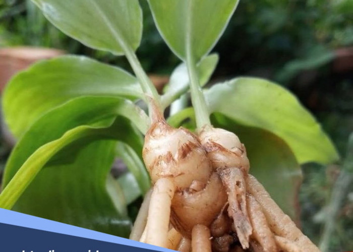 Daun Kencur untuk Kesehatan: Manfaat dan Cara Mengolahnya Sangat Mudah 
