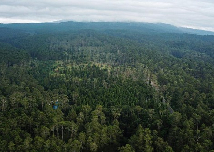 Geger!!! Ditemukan Ladang Emas di Sumatera, Belum Digarap Lokasinya di Tengah Hutan