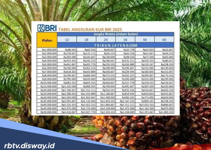 Untuk Petani Sawit, Pinjaman KUR BRI Rp 75 Juta Tanpa Jaminan, Cek Cicilan Bulanannya