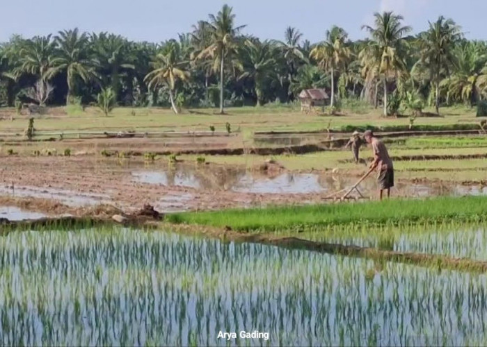 Alokasi Kuota Pupuk Subsidi untuk Kabupaten Seluma di Tahun 2025 Bertambah 