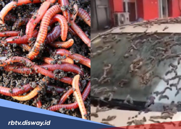 Fenomena Hujan Cacing di Norwegia, Apakah Cacing Bisa Bertahan di Udara Tanpa Kelembapan?