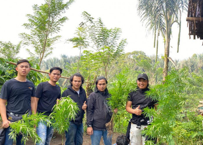 Di Binduriang, Polisi Temukan Ladang Ganja yang Ditanam Antara Tanaman Kopi