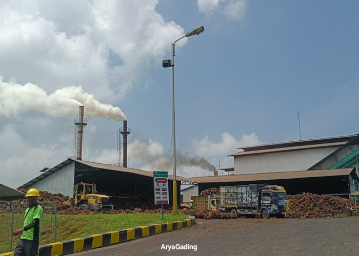 Pemkab Seluma Desak Pabrik CPO Segera Normalkan Harga TBS Kelapa Sawit