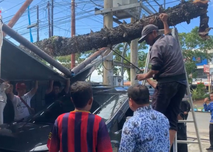Pohon Tumbang Depan SMPN 1 Kota Bengkulu Timpa 3 Unit Pengunjung Hotel