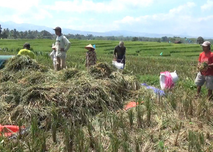 Besok 30 Anggota DPRD Bengkulu Utara Terpilih Dilantik, Ini Pesan Petani untuk Wakilnya