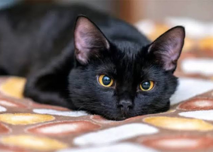 Dianggap Bawa Sial dan Utusan Iblis, Simak 6 Mitos Tentang Kucing Hitam