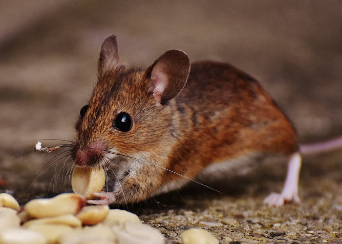 Baru Tahu Ternyata Minyak Kayu Putih Bisa Mengusir Tikus dari Rumah, Simak Caranya Berikut