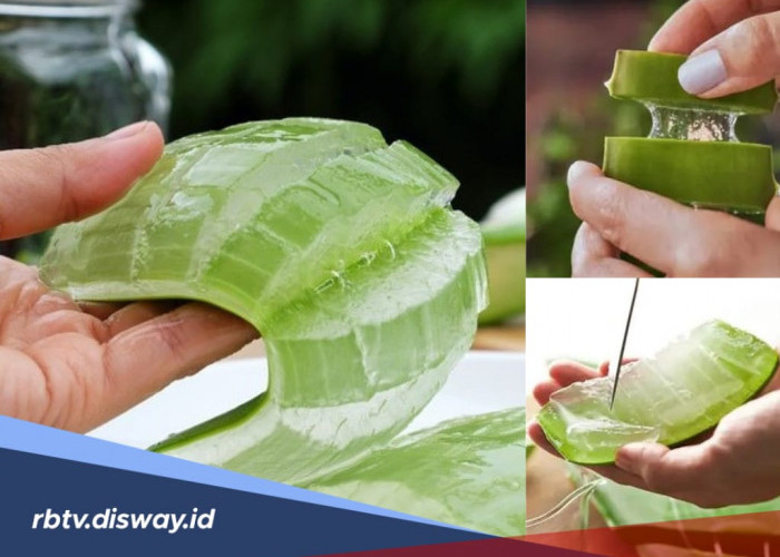 Lidah Buaya Bisa Menghilangkan Bekas Luka, Mau Coba? Begini Caranya 