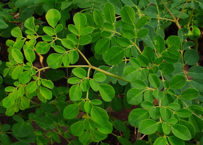 13 Manfaat Daun Kelor, Tanam Samping Rumah dan Petik Khasiatnya