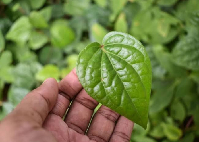 6 Manfaat Daun Sirih, Bisa Menyembuhkan Luka dan Mencegah Kanker
