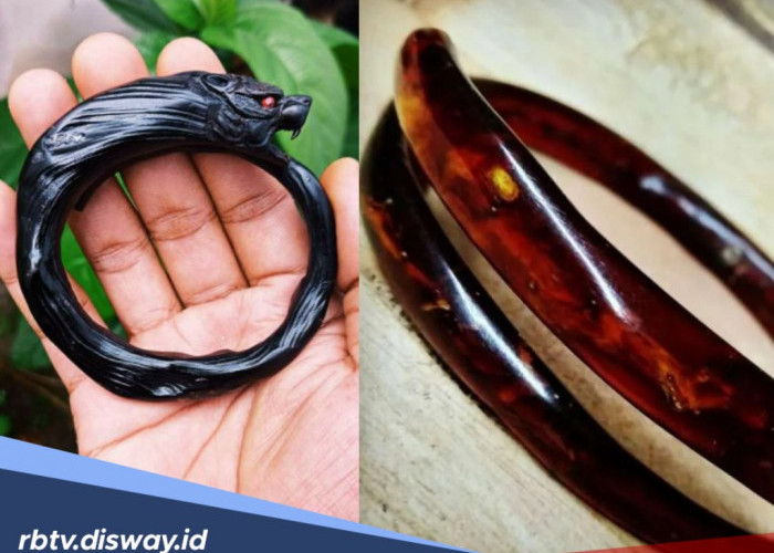 Baru Tahu, Ini 5 Jenis Akar Bahar dan Manfaatnya yang Tak Disangka-sangka