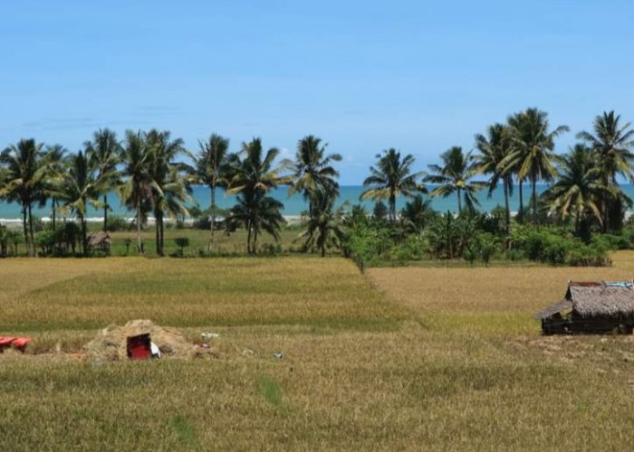 Dampak Kemarau, 3.930 Hektar Sawah di Delapan Kecamatan ini Dipastikan Gagal Panen 