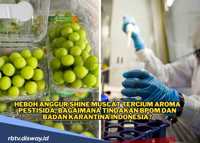 Anggur Shine Muscat Mengandung Klorpirifos dan Endrin Aldehida, Komisi IX DPR RI Tanya Tindakan BPOM