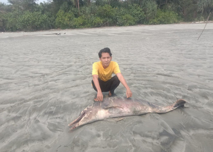 Bangkai Lumba-lumba Terdampar di Pantai Penago Baru Seluma