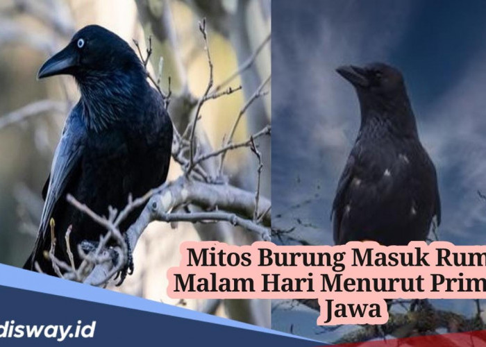 Mitos Burung Masuk ke Dalam Rumah Malam Hari Menurut Primbon Jawa, Benarkah Membawa Kabar Duka?