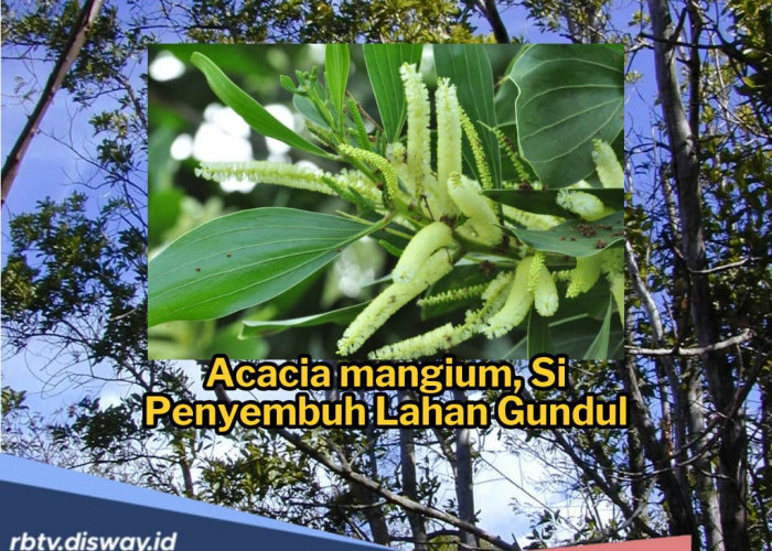 Menghidupkan Kembali Hutan Lewat Rehabilitasi, Ini Jenis Pohon yang Populer untuk Penghijauan 