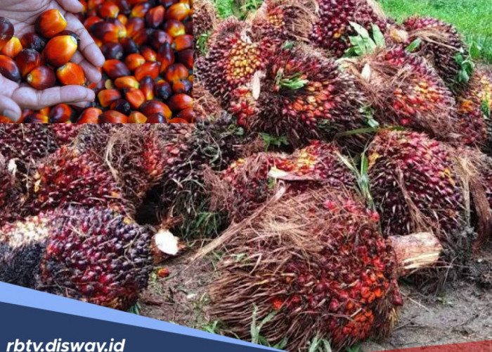 Update Harga TBS Sawit Sumatera Selatan Hari Ini, Tertinggi Segini 