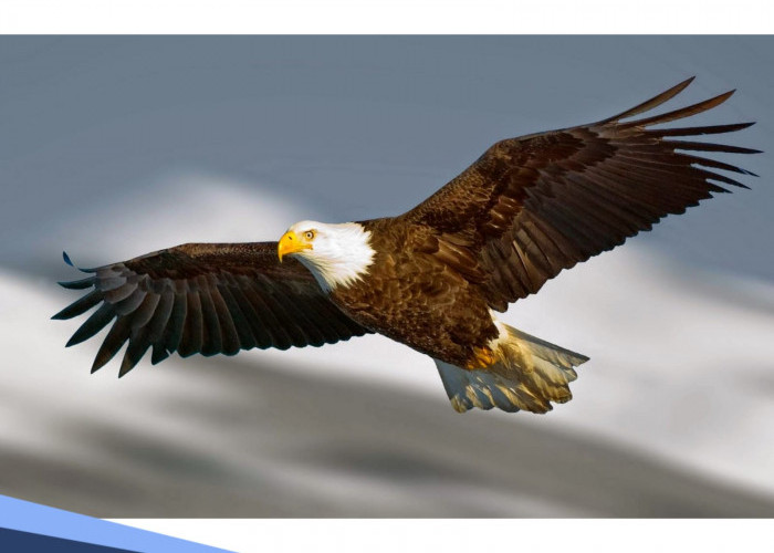 Pernah Dengar Soal Mitos Burung Elang yang Populer di Masyarakat? Ini Penjelasannya