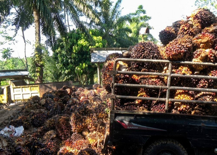 Harga TBS Kelapa Sawit di Bengkulu Utara Hari Ini, Pabrik Belum Nurut Instruksi Pemerintah