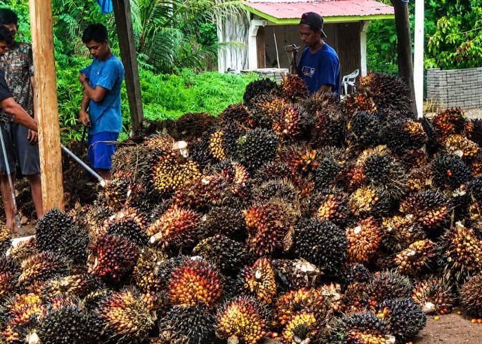 Update Harga Kelapa Sawit di Bengkulu Utara Hari Ini, Alhamdulillah Terus Naik
