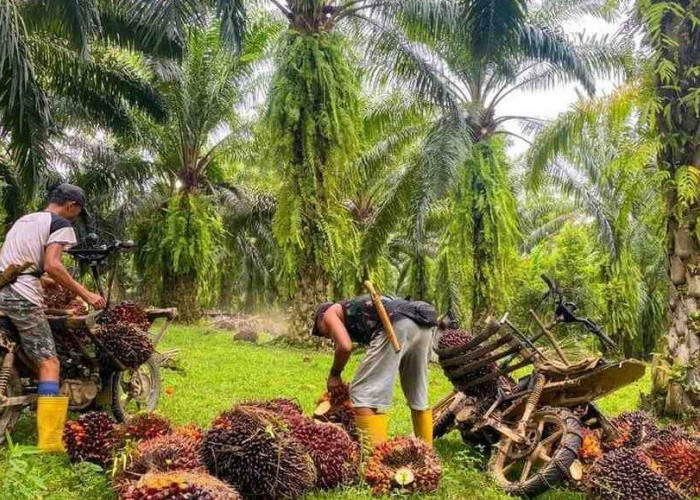 Harga TBS Masih Acakadul: Wagub Mian Warning Pabrik Sawit 'Bandel' Terima Konsekuensi