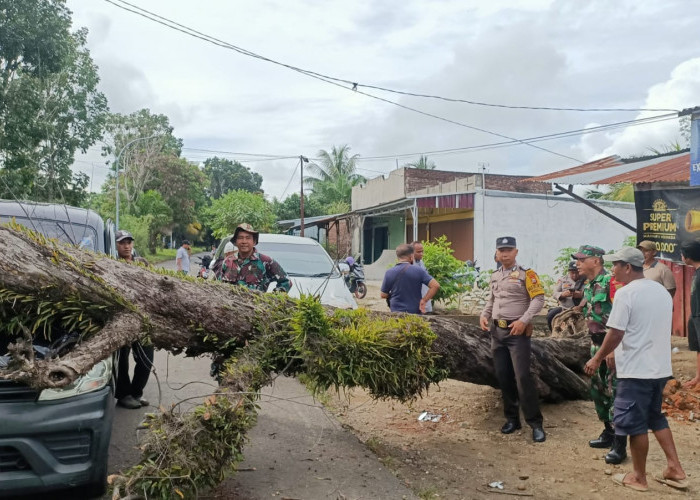 Pohon yang Tumbang Menimpa 2 Unit Mobil itu Sudah Sering Diminta Warga Agar Ditebang Pemerintah 