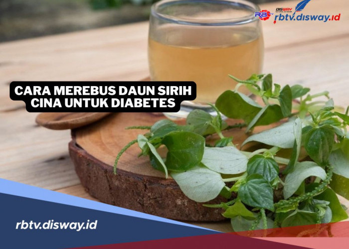 Begini Cara Merebus Daun Sirih Cina untuk Diabetes, Jaga Gula Darah Tetap Terkontrol