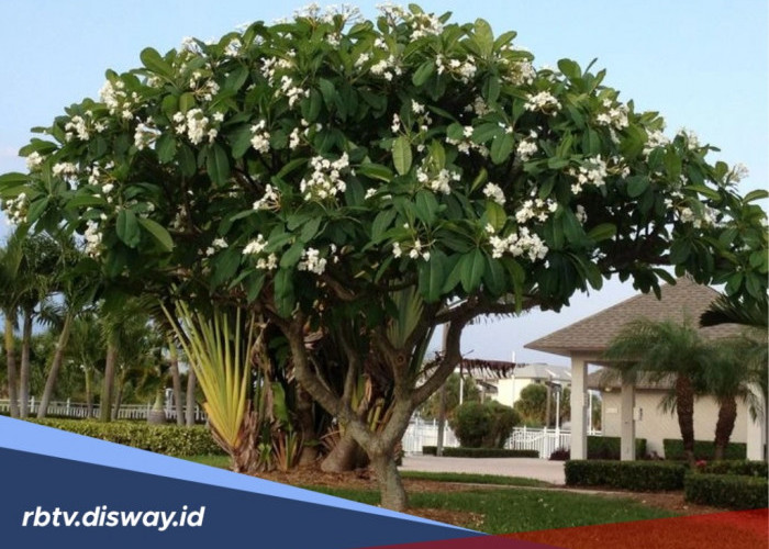 8 Rekomendasi Pohon Pelindung yang Cocok untuk Pekarangan dan Tidak Merusak Bangunan