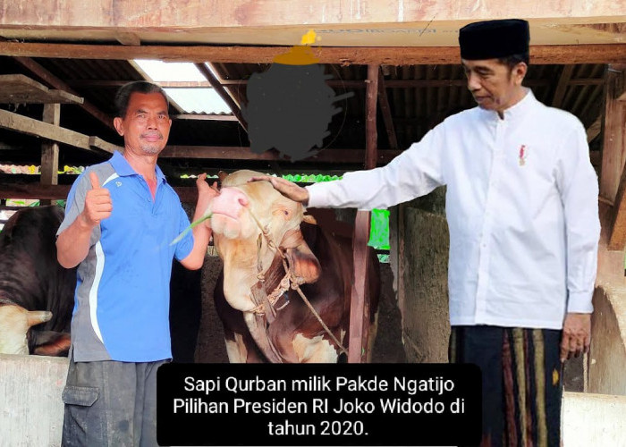 Bobot Hampir 1 Ton, Sapi Pakde Ngatijo Calon Sapi Qurban Presiden Jokowi 