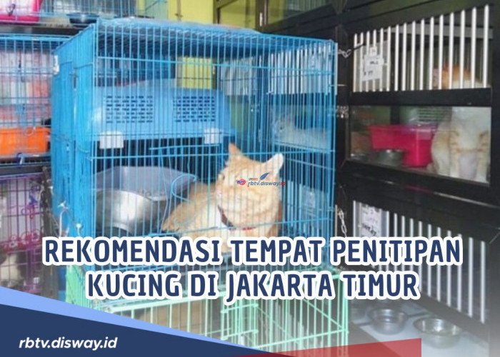 Bingung Tinggalkan Anabul Mudik? Ini Rekomendasi Tempat Penitipan Kucing di Jakarta Timur, Pasti Amanah!