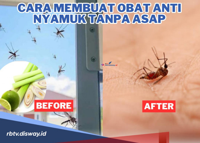 Bikin Nyamuk Minggat Gapake Balik! Begini Cara Membuat Obat Anti Nyamuk Tanpa Asap, Pasti Aman
