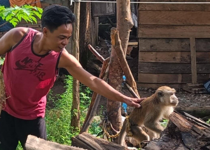 Kasus Gigitan Hewan Tinggi, Dinas Pertanian Seluma Usul Anggaran Pengadaan Vaksin Anti Rabies Rp200 Juta
