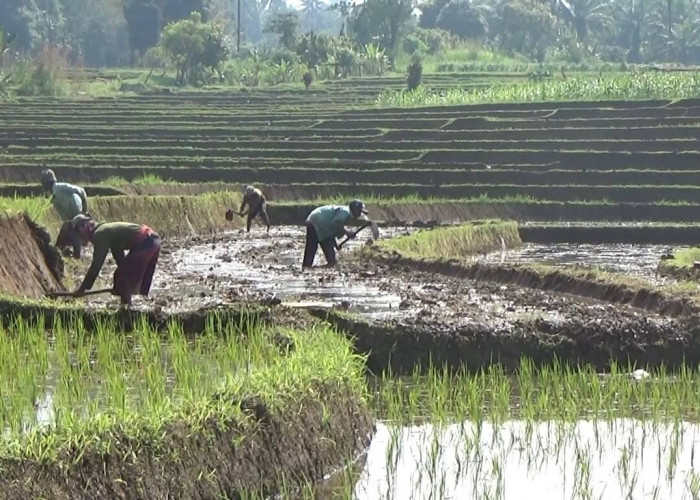 Petani di Bengkulu Utara Warning Pemerintah, Jaringan Irigasi Banyak Rusak