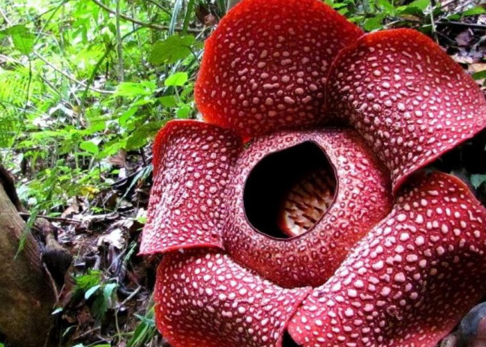 Exploring the Exquisite Native Floral Beauty of Indonesia, 6 Fascinating Flower Species