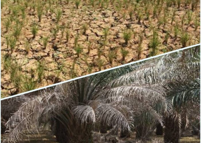 Waspada! Dampak El Nino September 2023, Produksi Beras dan Kelapa Sawit Bisa Anjlok