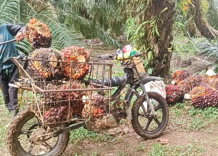 Distan Seluma Bocorkan Cara agar Harga TBS Sawit Lebih Tinggi