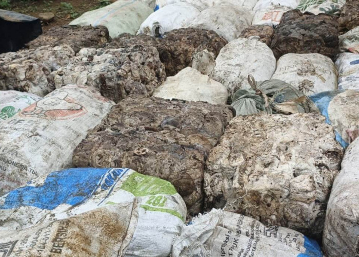 Harga Komoditas Karet di Bengkulu Utara Bikin Petani Mulai Cemas