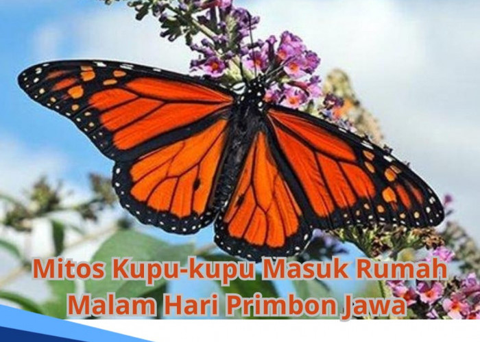Mitos Kupu-kupu Masuk dalam Rumah Malam Hari Menurut Primbon Jawa, No 2 Pertanda Datang Kesuksesan