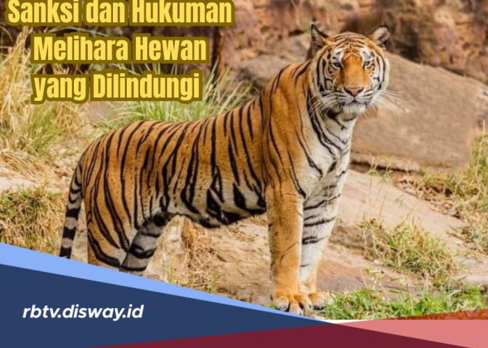 Pencinta Satwa Harus Tahu, Ini Sanksi dan Hukuman Memelihara Hewan yang Dilindungi